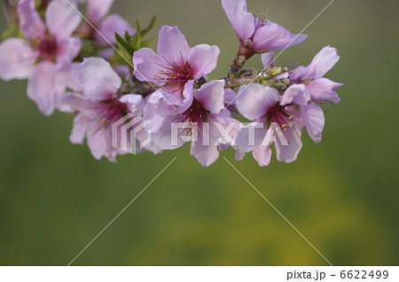 モモの花 6622499