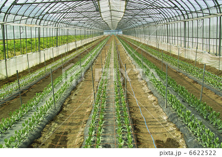 ビニールハウス 6622522