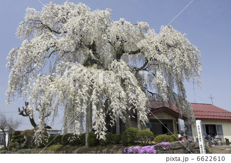 ふりそで桜 6622610