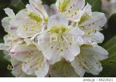 ハクサンシャクナゲ ハクサンシャクナゲ 6622621