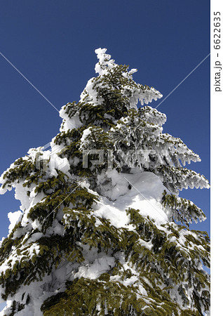 樹氷 6622635
