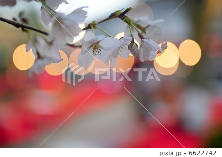 花見 夜桜 花見 夜桜 6622742