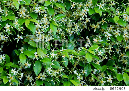 定家葛テイカカズラ　お菓子の匂いがします。 6622903