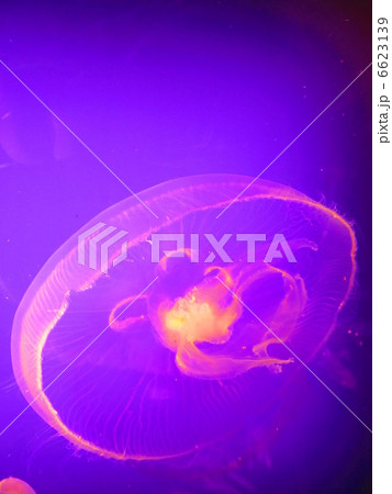 ミズクラゲ ミズクラゲ 6623139