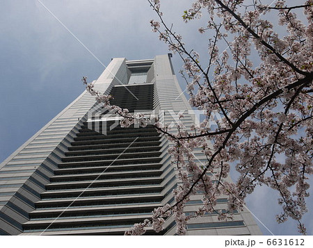 ランドマークタワーと桜の景色 6631612