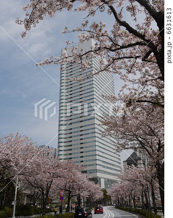 横浜みらい地区の桜の景色 横浜みらい地区の桜の景色 6631613