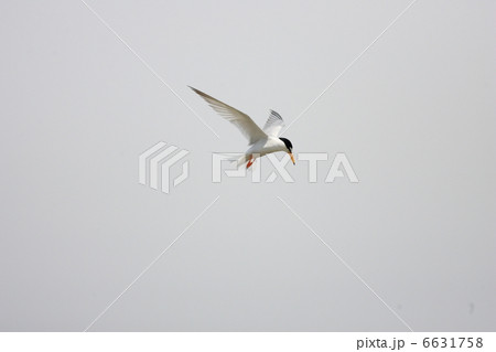 コアジサシ 6631758