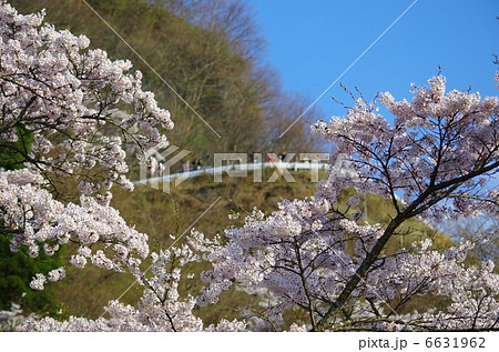 高森峠の千本桜　 6631962