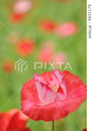 シャーレーポピー 6632179