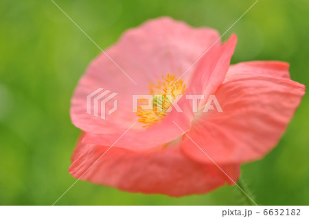 シャーレーポピー 6632182