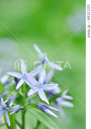 チョウジソウ 6632205