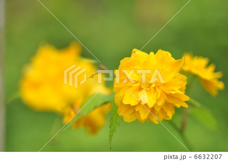 ヤエヤマブキ 6632207