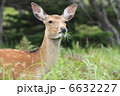 エゾシカ 6632227