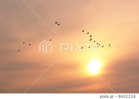 渡り鳥と夕日 渡り鳥と夕日 6632228