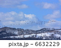 渡り鳥 6632229
