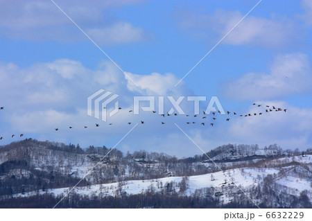 渡り鳥 6632229