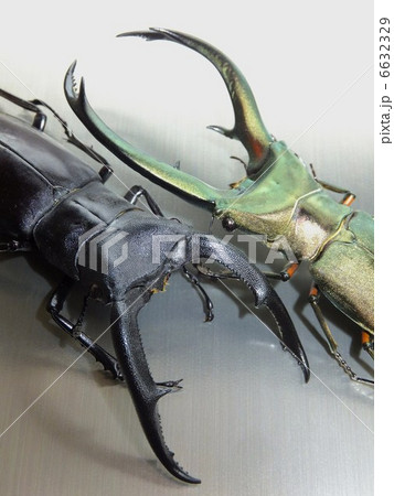 マンディブラリスフタマタクワガタ　エラフスホソアカクワガタ　シルバーメタリック背景 6632329