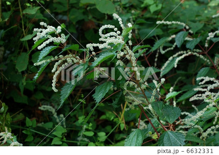 クサコアカソ クサコアカソ 6632331