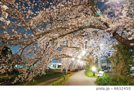 愛知県豊川市佐奈川の夜桜 6632450