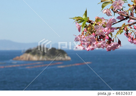 河津桜と海 6632637