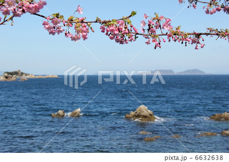 河津桜と海 6632638