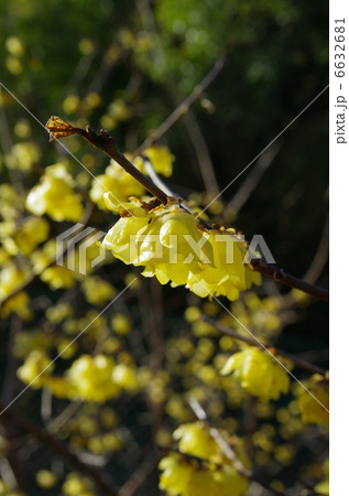 ろう梅　春の訪れ 6632681