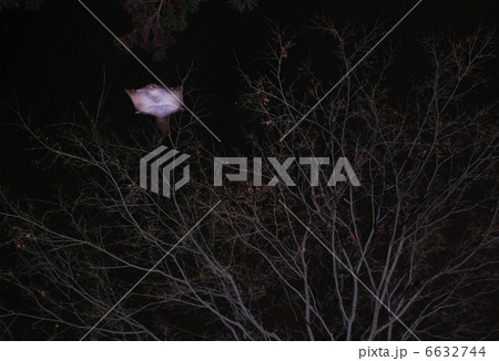 ムササビの滑空 ムササビの滑空 6632744