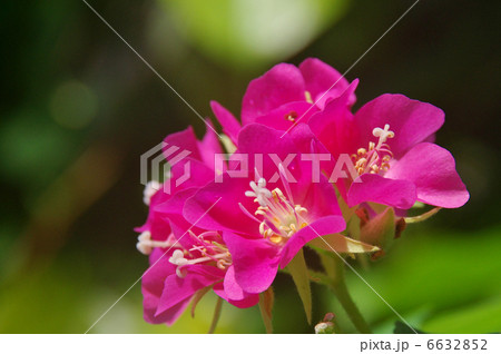 ドムベヤセミノール 6632852