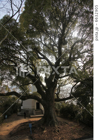 宇品灯台の大クスノキ　 6632905