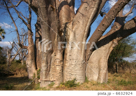 バオバブの大木 6632924