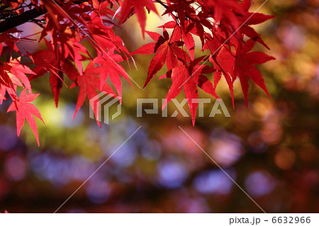 紅葉 6632966