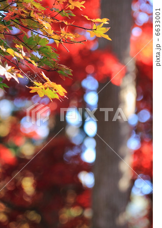 紅葉 紅葉 6633001