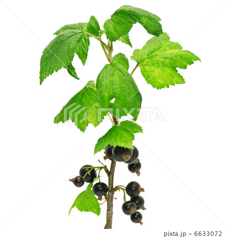 black currant 6633072