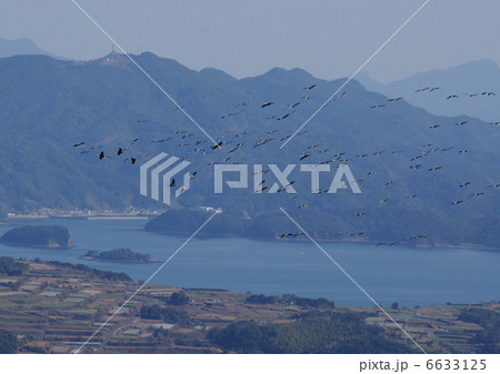 マナヅルの北帰行 マナヅルの北帰行 6633125