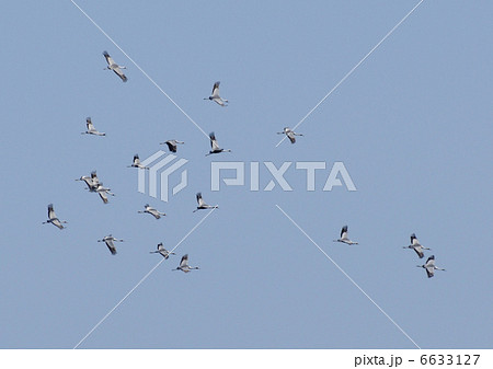 マナヅルの北帰行 マナヅルの北帰行 6633127