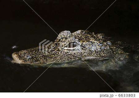 ワニ・メガネカイマン 6633803