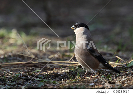 ウソ ウソ 6633914