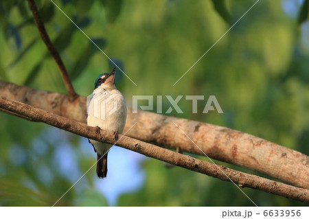 ナンヨウショウビン ナンヨウショウビン 6633956