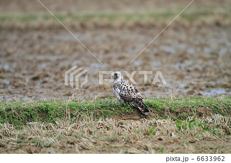 ケアシノスリ 6633962