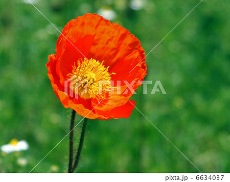 ポピー ポピー 6634037