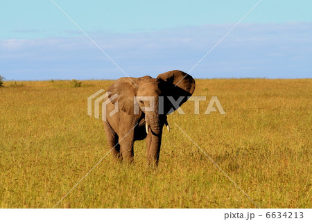 アフリカゾウ 6634213