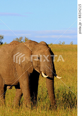アフリカゾウ 6634215
