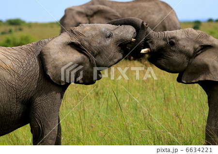 鼻でじゃれるアフリカゾウ 鼻でじゃれるアフリカゾウ 6634221