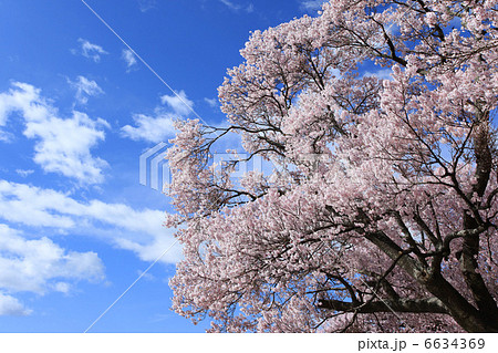 伊那市・六道の堤に咲くヒガンザクラ 6634369