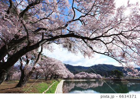 伊那市・六道の堤に咲くヒガンザクラ 6634371