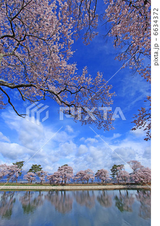 伊那市・六道の堤に咲くヒガンザクラ 6634372