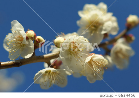 春の梅 6634456