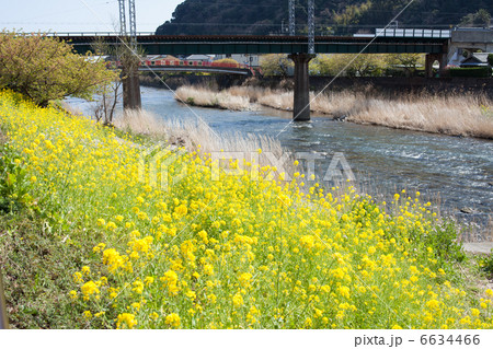 伊豆の菜の花畑 6634466