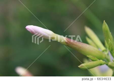 ソープワートの花の蕾 ソープワートの花の蕾 6634633