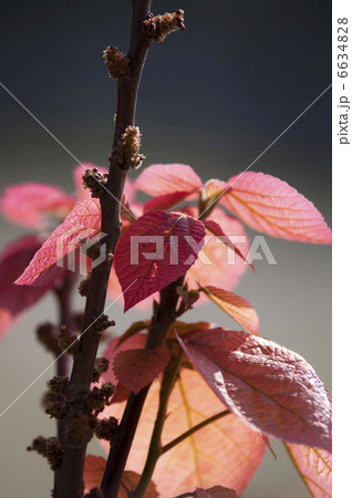 オオバベニガシワ 6634828